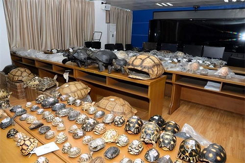 網(wǎng)購野生動(dòng)物制品，法不可違——以案說法解析法律風(fēng)險(xiǎn)